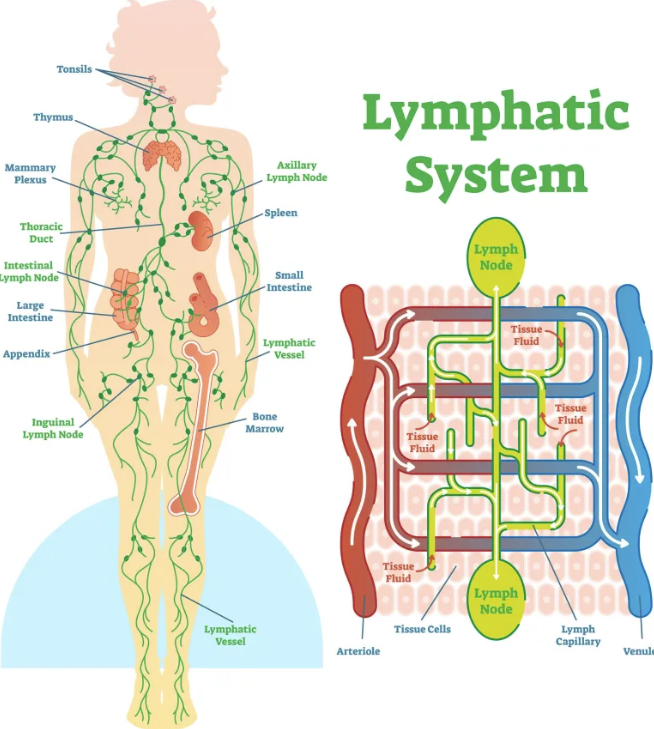 Full Body Lymphatic Drainage